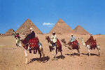Giza. Karawana na tle Piramid
